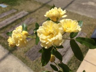 今年も