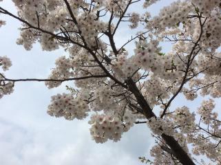 サクラ咲く