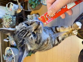 ニャンコの日